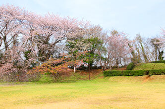 Sakura Castle Ruins Park
